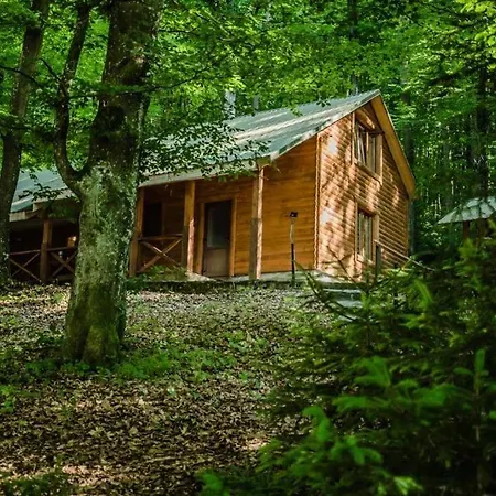 шиповець Poroshkovo