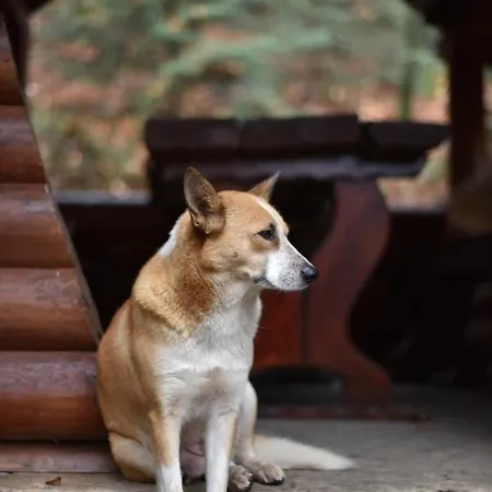 шиповець Hotel